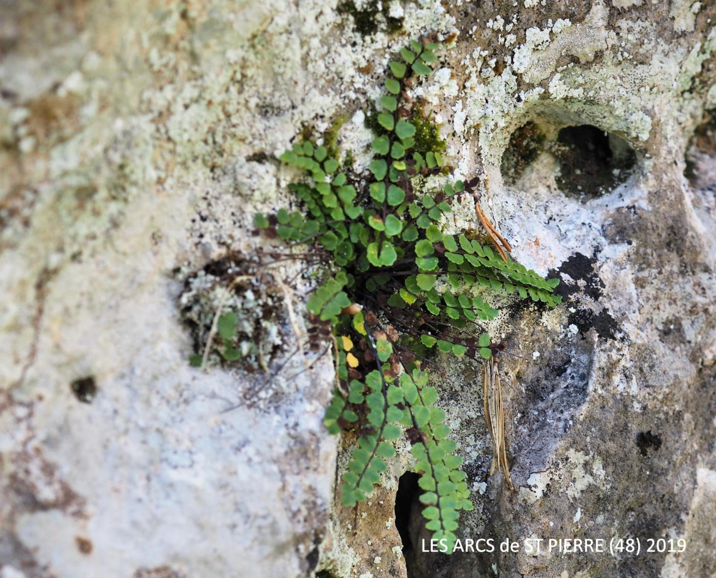 Spleenwort, Maidenhair plant